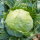 cabbage
